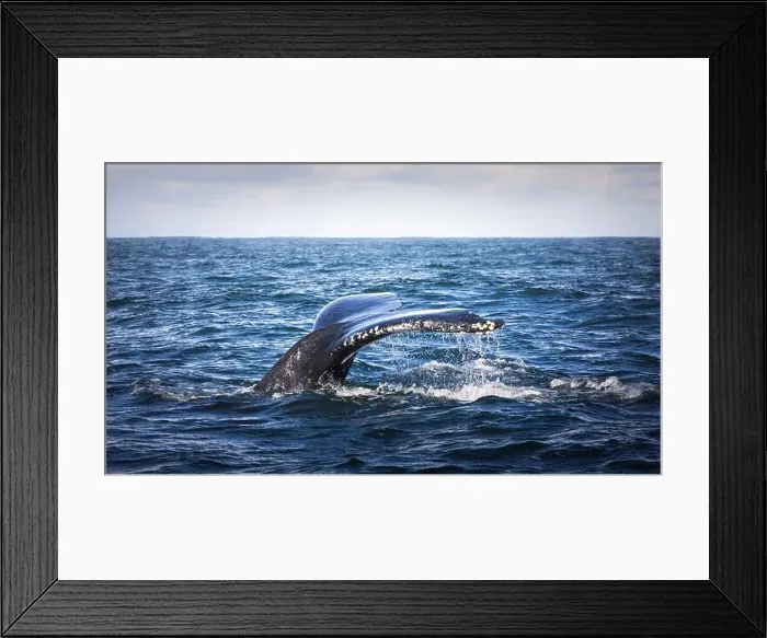 Framed Print : Whales in Byron Bay, Australia Framed Print : Whales in Byron Bay, Australia