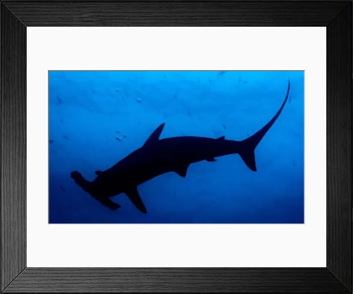 Framed Print : Scalloped Hammerhead Silouette Framed Print : Scalloped Hammerhead Silouette