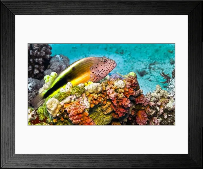 Framed Print : Freckedled hawkfish, Paracirrhites forsteri, Coral Reef, Red Sea, Egypt, Africa Framed Print : Freckedled hawkfish, Paracirrhites forsteri, Coral Reef, Red Sea, Egypt, Africa