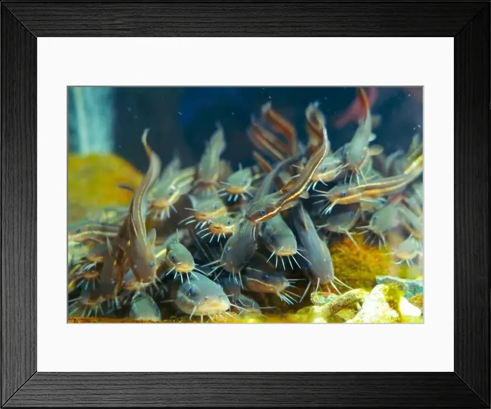 Framed Print : School of cat fish feeds in the aquarium Framed Print : School of cat fish feeds in the aquarium