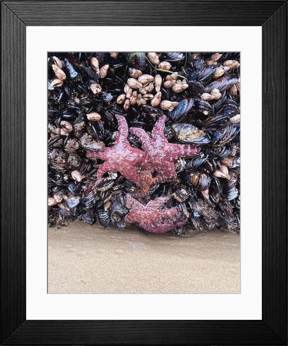 Framed Print : Vibrant red and purple starfish cling to a rocky outcrop along the Oregon coast Framed Print : Vibrant red and purple starfish cling to a rocky outcrop along the Oregon coast