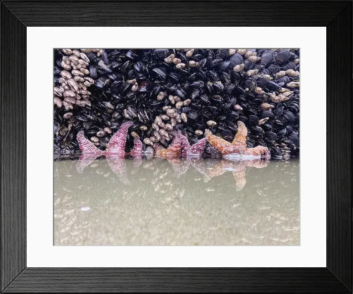 Framed Print : Red and purple starfish cling to a rocky outcrop on the Oregon coast Framed Print : Red and purple starfish cling to a rocky outcrop on the Oregon coast