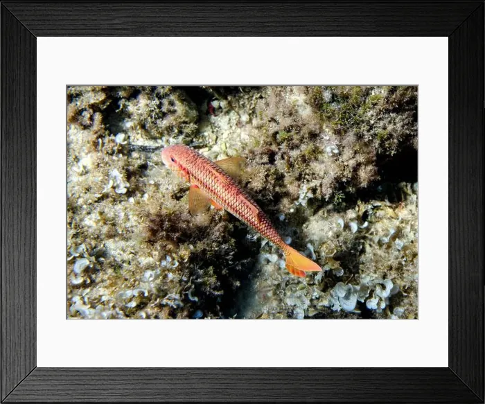 Framed Print : Captivating image capturing a vibrant red mullet Framed Print : Captivating image capturing a vibrant red mullet
