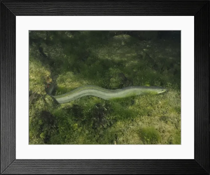 Framed Print : A slender European eel (Anguilla anguilla) meanders through green algae at night Framed Print : A slender European eel (Anguilla anguilla) meanders through green algae at night