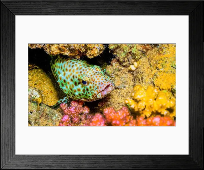 Framed Print : Coral grouper, Cephalopholis miniata, Coral Reef, Red Sea, Egypt, Africa Framed Print : Coral grouper, Cephalopholis miniata, Coral Reef, Red Sea, Egypt, Africa