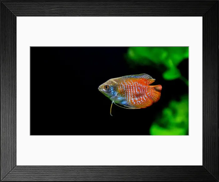 Framed Print : A beautiful dwarf gourami. is a species of gourami native to South Asia. It's a beautiful fish, very colorful Framed Print : A beautiful dwarf gourami. is a species of gourami native to South Asia. It's a beautiful fish, very colorful