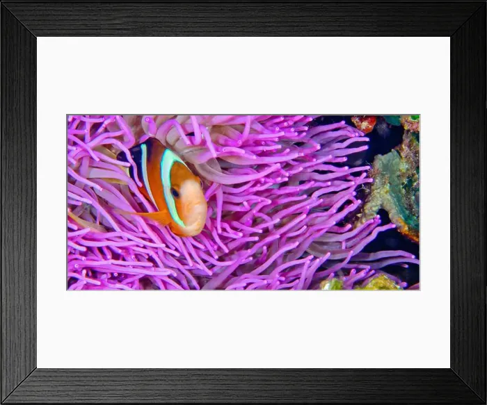 Framed Print : Clark´s Anemonefish, Clarkii Anemonefish Framed Print : Clark´s Anemonefish, Clarkii Anemonefish