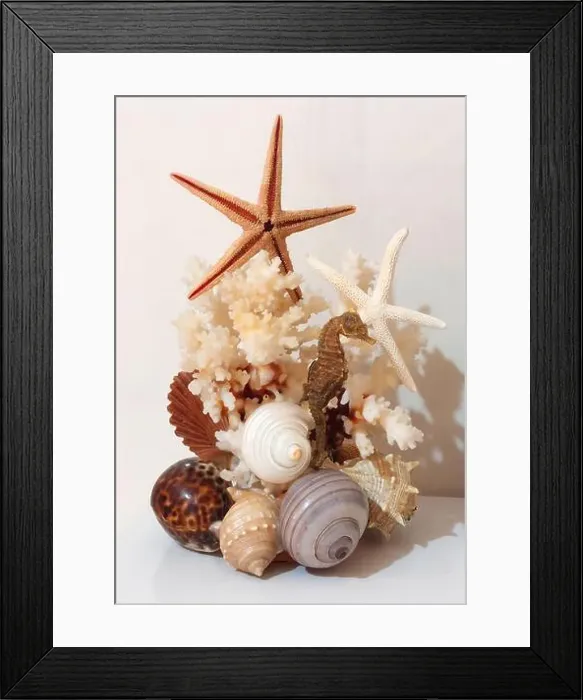 Framed Print : Decorative composition of various sea shells, corals, starfish and a seahorse, evoking a marine atmosphere Framed Print : Decorative composition of various sea shells, corals, starfish and a seahorse, evoking a marine atmosphere