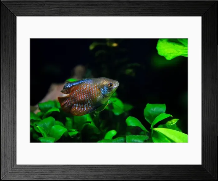 Framed Print : A beautiful dwarf gourami. is a species of gourami native to South Asia. It's a beautiful fish, very colorful Framed Print : A beautiful dwarf gourami. is a species of gourami native to South Asia. It's a beautiful fish, very colorful