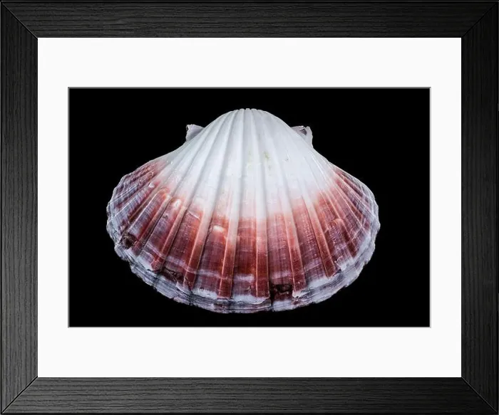 Framed Print : Close-up of a red and white Pecten jacobaeus scallop shell from the Pectinidae family Framed Print : Close-up of a red and white Pecten jacobaeus scallop shell from the Pectinidae family