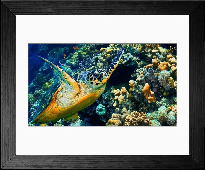 Framed Print : Green Turtle, Chelonia mydas, Coral Reef, Red Sea, Egypt, Africa Framed Print : Green Turtle, Chelonia mydas, Coral Reef, Red Sea, Egypt, Africa