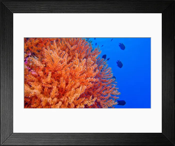 Framed Print : Multi-branched Coral Trees, Soft Coral Framed Print : Multi-branched Coral Trees, Soft Coral