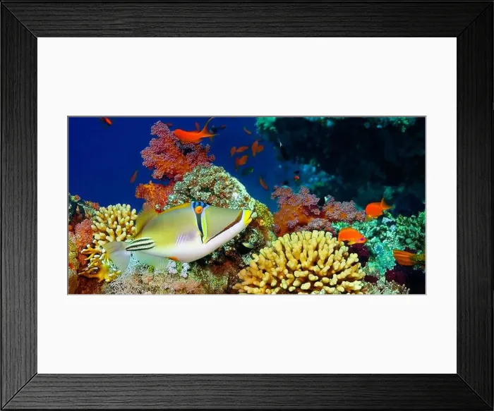 Framed Print : Assasi Triggerfish, Arabian Picassofish, Rhinecanthus assasi, Reef Building Corals, Coral Reef, Red Sea, Egypt, Africa Framed Print : Assasi Triggerfish, Arabian Picassofish, Rhinecanthus assasi, Reef Building Corals, Coral Reef, Red Sea, Egypt, Africa