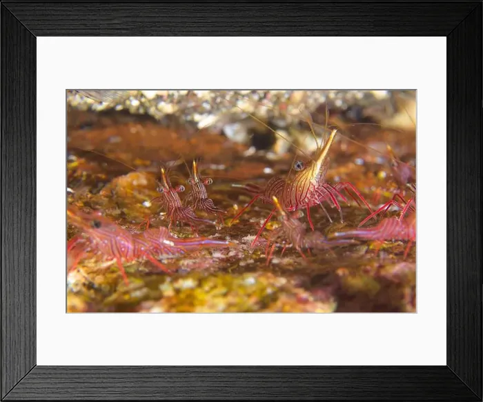 Framed Print : Rhynchocinetes durbanensis - Durban hinge-beak prawns Framed Print : Rhynchocinetes durbanensis - Durban hinge-beak prawns