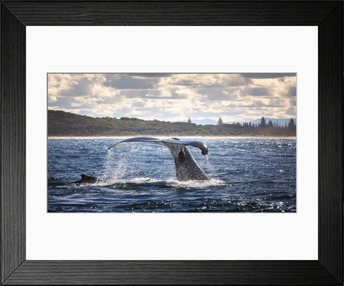 Framed Print : Whales in Byron Bay, Australia Framed Print : Whales in Byron Bay, Australia