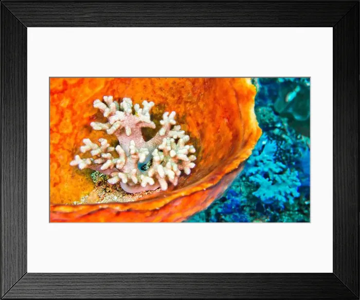 Framed Print : Hard coral into Barrel Sponge, Reef Building Corals, Coral Reef, Lembeh, North Sulawesi, Indonesia, Asia Framed Print : Hard coral into Barrel Sponge, Reef Building Corals, Coral Reef, Lembeh, North Sulawesi, Indonesia, Asia