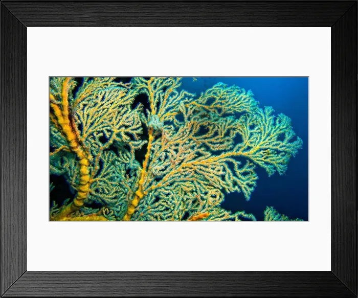 Framed Print : Sea Fan, Sea Whips, Gorgonian, Reef Building Corals, Coral Reef, Lembeh, North Sulawesi, Indonesia, Asia Framed Print : Sea Fan, Sea Whips, Gorgonian, Reef Building Corals, Coral Reef, Lembeh, North Sulawesi, Indonesia, Asia