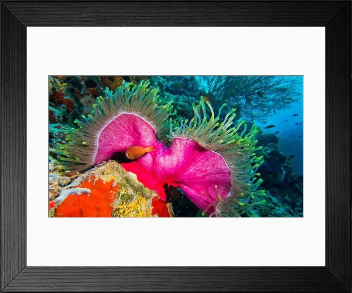 Framed Print : Blackfinned Anemonefish, Amphiprion nigripes Framed Print : Blackfinned Anemonefish, Amphiprion nigripes