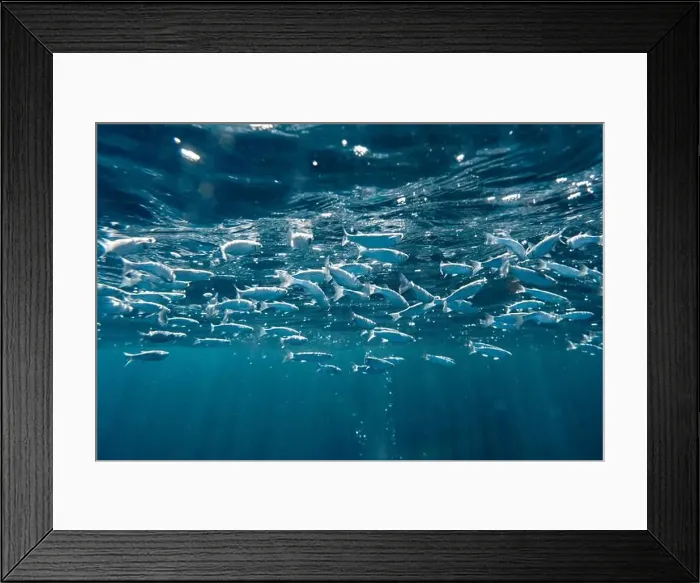 Framed Print : A vibrant underwater scene capturing a dense school of flathead grey mullet Framed Print : A vibrant underwater scene capturing a dense school of flathead grey mullet