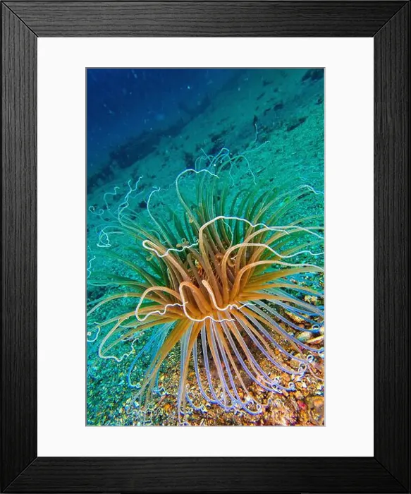 Framed Print : Ceriantharia, Cerianthus membranaceus Framed Print : Ceriantharia, Cerianthus membranaceus