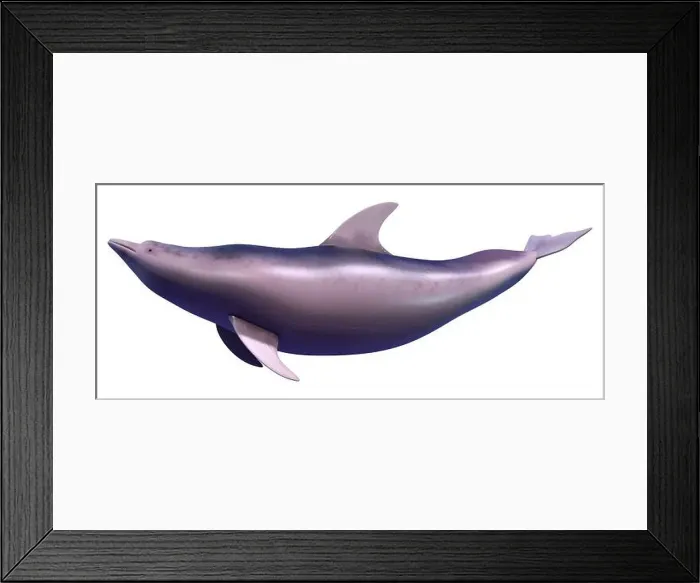 Framed Print : 3D rendering of a dolphin isolated on white background Framed Print : 3D rendering of a dolphin isolated on white background