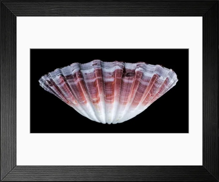 Framed Print : Close-up of a red and white Pecten jacobaeus scallop shell from the Pectinidae family Framed Print : Close-up of a red and white Pecten jacobaeus scallop shell from the Pectinidae family