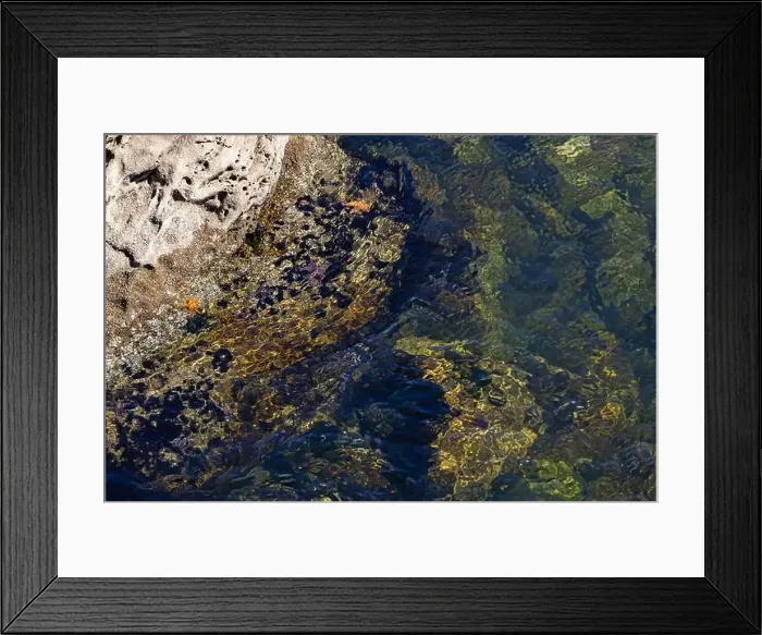 Framed Print : Colorful marine life and clear water observed along rocky shoreline during bright sunny day Framed Print : Colorful marine life and clear water observed along rocky shoreline during bright sunny day