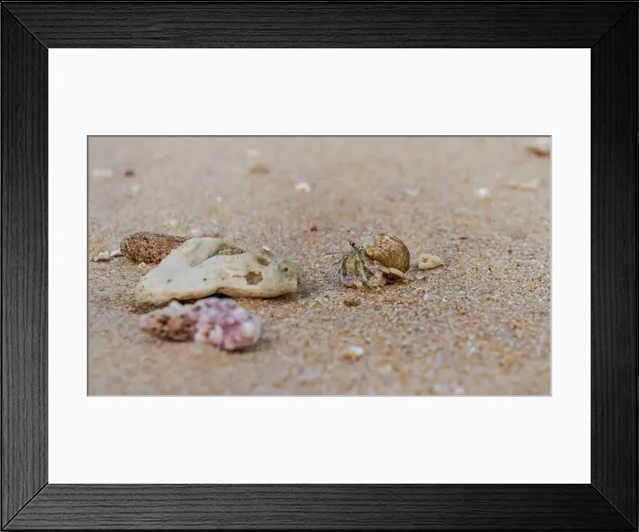 Framed Print : Doha, Qatar-January 18, 2025: A close-up of a hermit crab Framed Print : Doha, Qatar-January 18, 2025: A close-up of a hermit crab