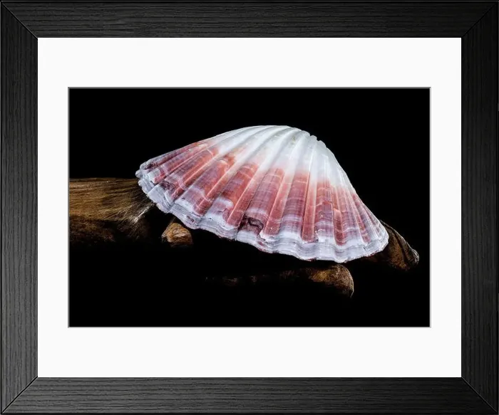Framed Print : Close-up of a red and white Pecten jacobaeus scallop shell from the Pectinidae family Framed Print : Close-up of a red and white Pecten jacobaeus scallop shell from the Pectinidae family