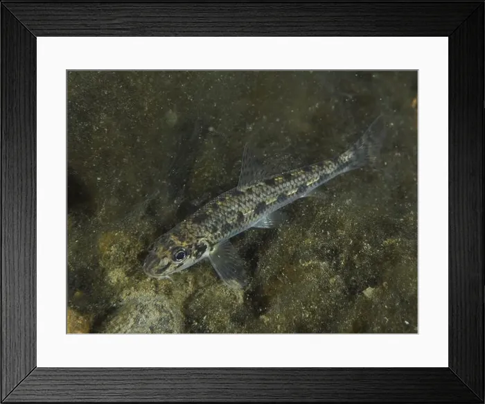 Framed Print : A gudgeon (Gobio gobio) with a distinctive scale pattern gliding over the substrate Framed Print : A gudgeon (Gobio gobio) with a distinctive scale pattern gliding over the substrate