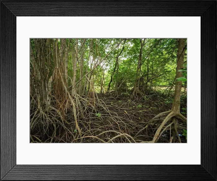 Framed Print : Mangrove roots in wetland habitat Framed Print : Mangrove roots in wetland habitat