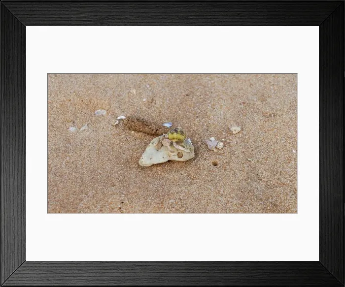Framed Print : Doha, Qatar-January 18, 2025: A close-up of a hermit crab Framed Print : Doha, Qatar-January 18, 2025: A close-up of a hermit crab