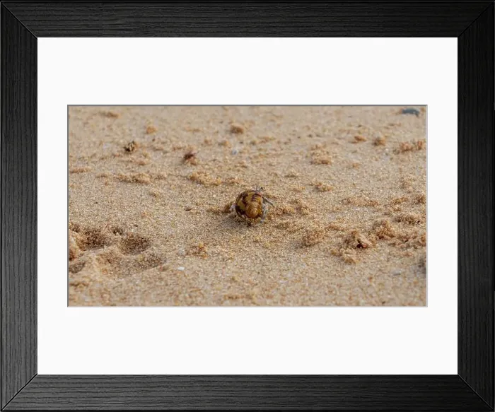 Framed Print : Doha, Qatar-January 18, 2025: A close-up of a hermit crab Framed Print : Doha, Qatar-January 18, 2025: A close-up of a hermit crab