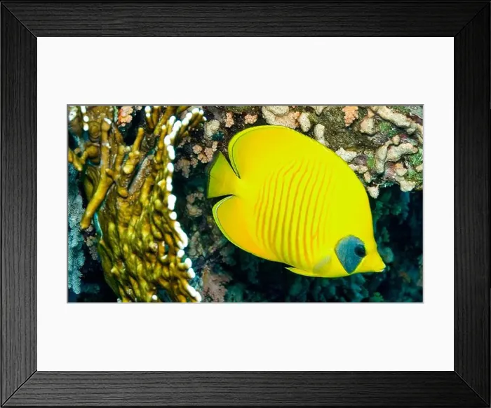 Framed Print : Bluecheek Butterflyfish, Chaetodon semilarvatus, Ray-finned Fish, Coral Reef, Red Sea, Egypt, Africa Framed Print : Bluecheek Butterflyfish, Chaetodon semilarvatus, Ray-finned Fish, Coral Reef, Red Sea, Egypt, Africa
