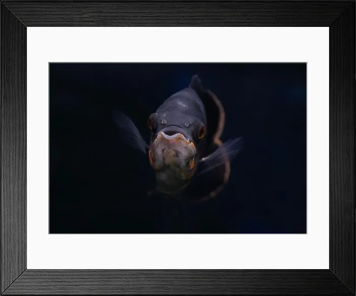 Framed Print : Portrait of an Oscar fish (Astronotus ocellatus) on black background Framed Print : Portrait of an Oscar fish (Astronotus ocellatus) on black background