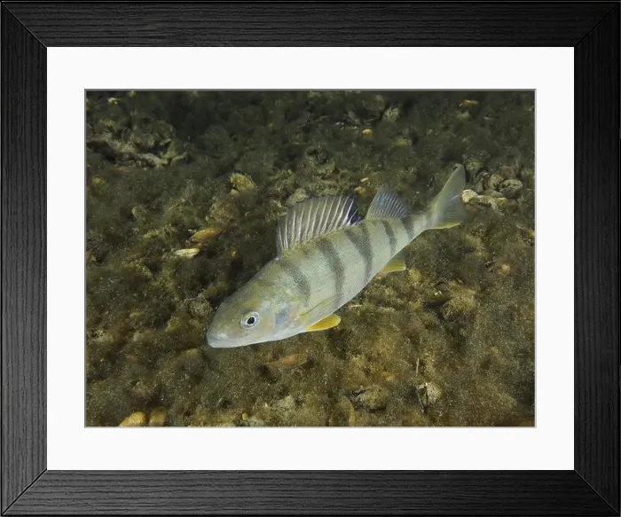 Framed Print : A striped river perch (Perca fluviatilis) Framed Print : A striped river perch (Perca fluviatilis)