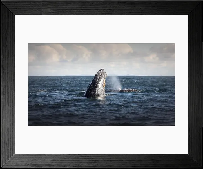 Framed Print : Whales in Byron Bay, Australia Framed Print : Whales in Byron Bay, Australia