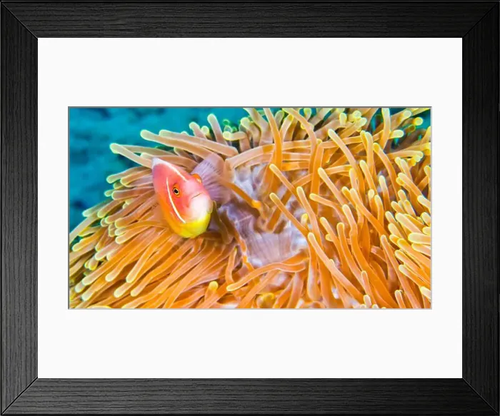 Framed Print : Pink Anemonefish, Amphiprion perideraion Framed Print : Pink Anemonefish, Amphiprion perideraion