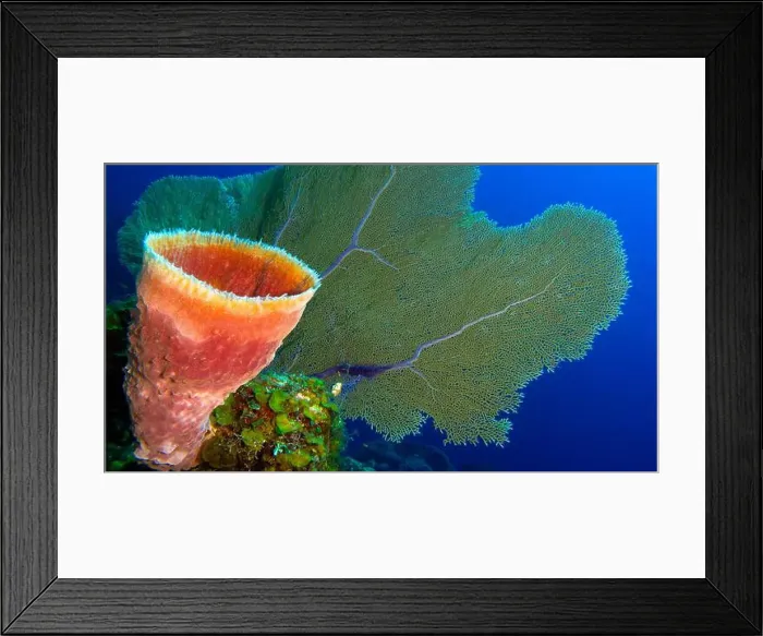 Framed Print : Sea Sponge, Coral Reef, Caribbean Sea, Playa Girón, Cuba, América