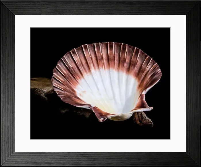 Framed Print : Close-up of a red and white Pecten jacobaeus scallop shell from the Pectinidae family Framed Print : Close-up of a red and white Pecten jacobaeus scallop shell from the Pectinidae family