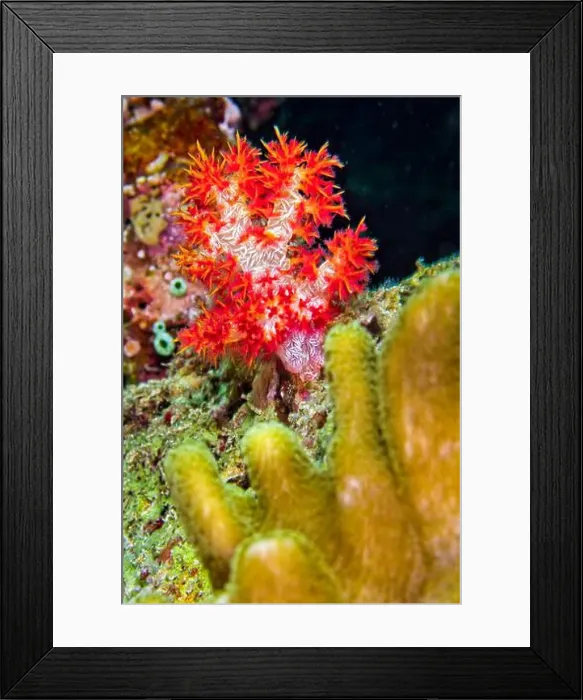 Framed Print : Multi-branched Coral Trees, Soft Coral, Reef Building Corals, Coral Reef, Lembeh, North Sulawesi, Indonesia, Asia Framed Print : Multi-branched Coral Trees, Soft Coral, Reef Building Corals, Coral Reef, Lembeh, North Sulawesi, Indonesia, Asia