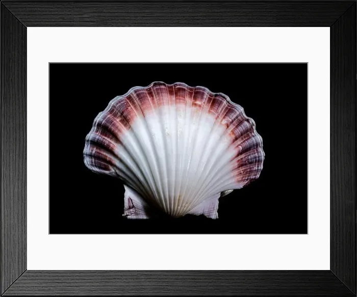 Framed Print : Close-up of a red and white Pecten jacobaeus scallop shell from the Pectinidae family Framed Print : Close-up of a red and white Pecten jacobaeus scallop shell from the Pectinidae family