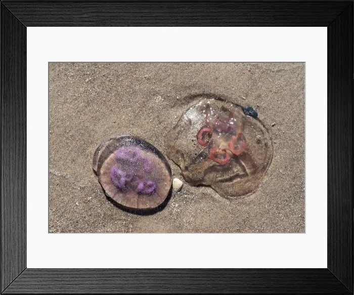 Framed Print : Pink and Purple Jellyfish on the beach at Skagen Grenen at the most northern tip of Denmark in Europe Framed Print : Pink and Purple Jellyfish on the beach at Skagen Grenen at the most northern tip of Denmark in Europe