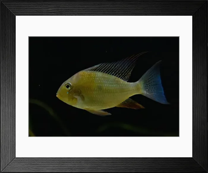 Framed Print : Threadfin Acara (Acarichthys heckelii) beautiful ornamental fish from Amazon Framed Print : Threadfin Acara (Acarichthys heckelii) beautiful ornamental fish from Amazon