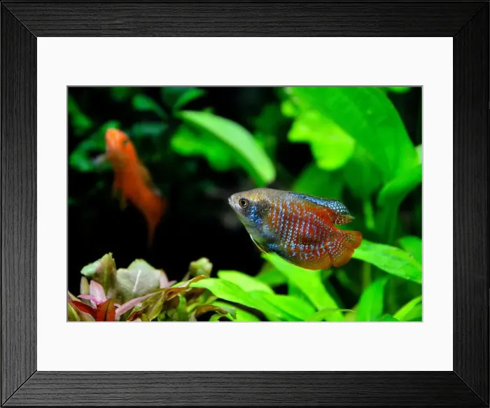 Framed Print : A beautiful dwarf gourami. is a species of gourami native to South Asia. It's a beautiful fish, very colorful Framed Print : A beautiful dwarf gourami. is a species of gourami native to South Asia. It's a beautiful fish, very colorful