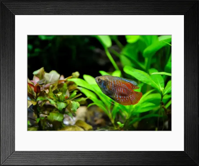 Framed Print : A beautiful dwarf gourami. is a species of gourami native to South Asia. It's a beautiful fish, very colorful Framed Print : A beautiful dwarf gourami. is a species of gourami native to South Asia. It's a beautiful fish, very colorful