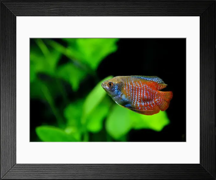 Framed Print : A beautiful dwarf gourami. is a species of gourami native to South Asia. It's a beautiful fish, very colorful Framed Print : A beautiful dwarf gourami. is a species of gourami native to South Asia. It's a beautiful fish, very colorful