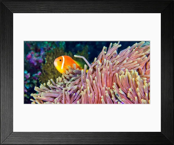 Framed Print : Blackfinned Anemonefish, Amphiprion nigripes Framed Print : Blackfinned Anemonefish, Amphiprion nigripes