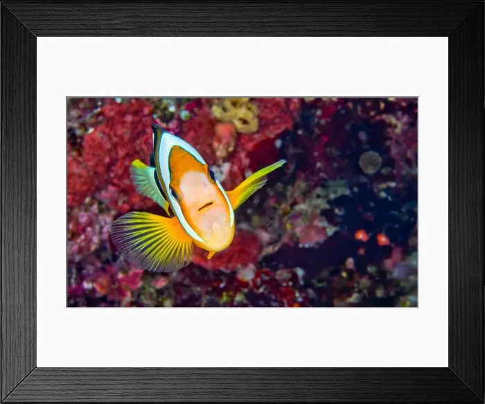 Framed Print : Clark´s Anemonefish, Clarkii Anemonefish Framed Print : Clark´s Anemonefish, Clarkii Anemonefish