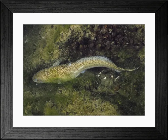 Framed Print : Burbot (Lota lota) lies flat on sandy Framed Print : Burbot (Lota lota) lies flat on sandy